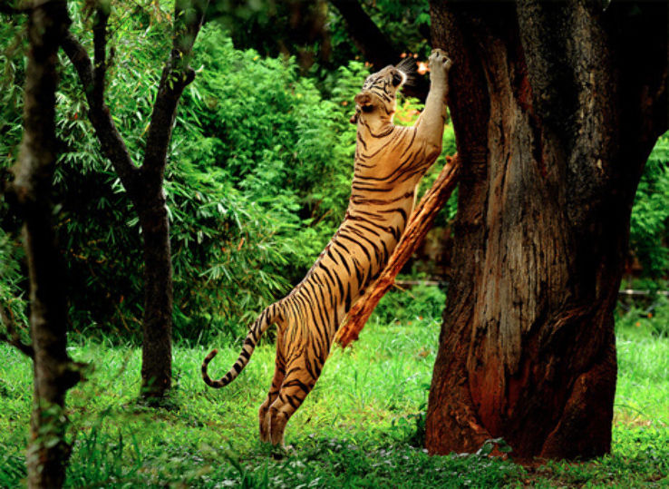 Wayanad Wildlife Sanctuary Trip Packages